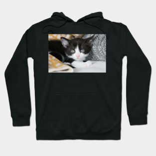 Kitten Hoodie